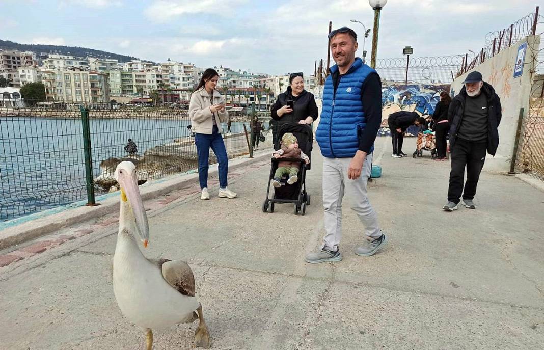 Bir anda sahilde belirdi, görenler telefona sarıldı! O kentin adeta maskotu oldu 5